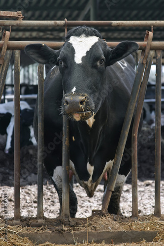 Photo: Cows in stable Cows in stable