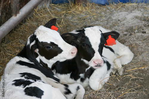 Photo: Two calves Two calves