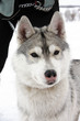 Husky dog
