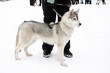 Husky dog