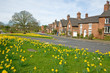 Photo: daffodils in the spring daffodils in the spring