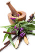 Beinwell (Symphytum officinale L.) mit Mörser vor weißem Hinterg