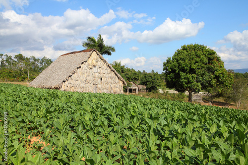 Photo: Tobacco field in Vinales National Park, Cuba Tobacco field in Vinales National Park, Cuba