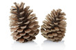Pine cones isolated on white, clipping path included