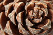 Pine cone texture