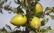 fruits de l'arganier au maroc