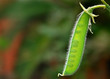 Pea pod close up