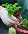 Hand potting young green plant in soil