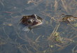 Frog looking out of the water