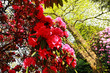 Beautiful, old park with azalea trees