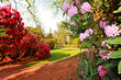 Beautiful, old park with azalea trees