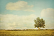Lonely tree in meadow with vintage look Lonely tree in meadow with vintage look