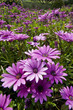 Purple and pink daisy flower in fool bloom Purple and pink daisy flower in fool bloom