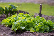 Salade au jardin