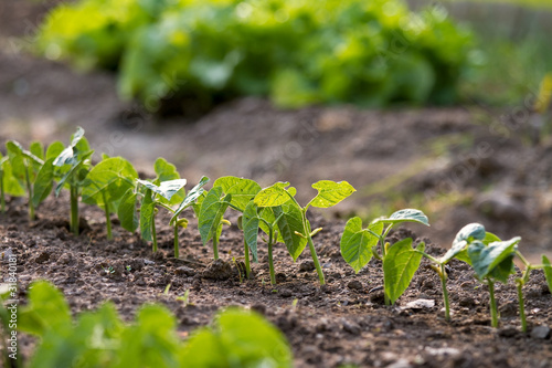 Photo: Le potager bio 1 Le potager bio 1