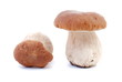 steinpilze, boletus steinpilze, boletus