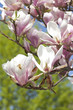 blühende Magnolie im Garten
