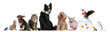 Group of pets sitting in front of white background