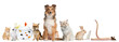Group of pets sitting in front of white background