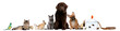 Group of pets sitting in front of white background