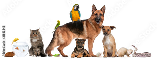 Photo: Group of pets sitting in front of white background Group of pets sitting in front of white background