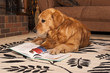 Smart Dog
