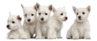 Five West Highland Terrier puppies, 7 weeks old,