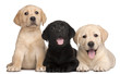 Three Labrador puppies, 7 weeks old,