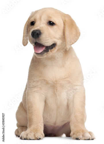 Photo: Labrador puppy, 7 weeks old, in front of white background Labrador puppy, 7 weeks old, in front of white background
