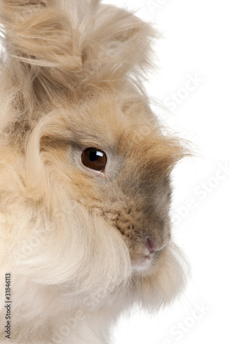 Photo: Close-up of English Angora rabbit Close-up of English Angora rabbit