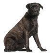 Bullmastiff, 8 months old, sitting
