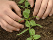 hands loosen spinach seedlings