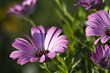 Foto: African daisy African daisy