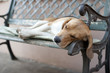 cane che dorme cane che dorme