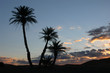 Palm Trees at Sunrise
