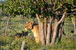 Etosha national park Etosha national park