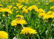 Foto: Blumenwiese mit Biene Blumenwiese mit Biene
