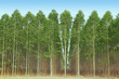 eucalyptus