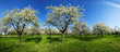 Apple groove