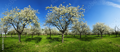 Photo: Apple groove Apple groove
