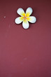 white flower on  painting wall background