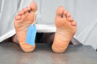 Cadavre