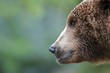 Brown Bear Close up Portrait