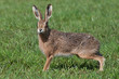 Running Hare