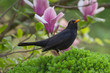 Foto: Male Blackbird (Turdus merula) Male Blackbird (Turdus merula)