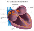Electrical pathways of the heart, eps8