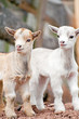 Animal Kids.