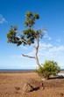 Mangrove Tree on Beach Mangrove Tree on Beach