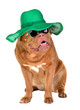 Smiling lady dog wearing green straw hat and sun glasses