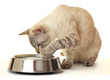 Cat washes feet in water.